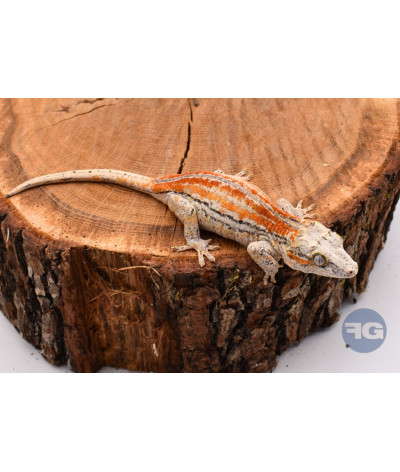 Red Stripe Femelle Rhacodactylus auriculatus