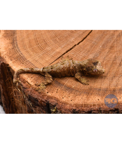 Rhacodactylus (Mniarogekko) chahoua