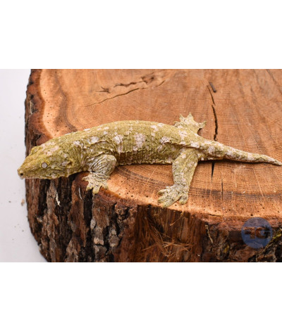 Rhacodactylus leachianus "Moro" Non sexé