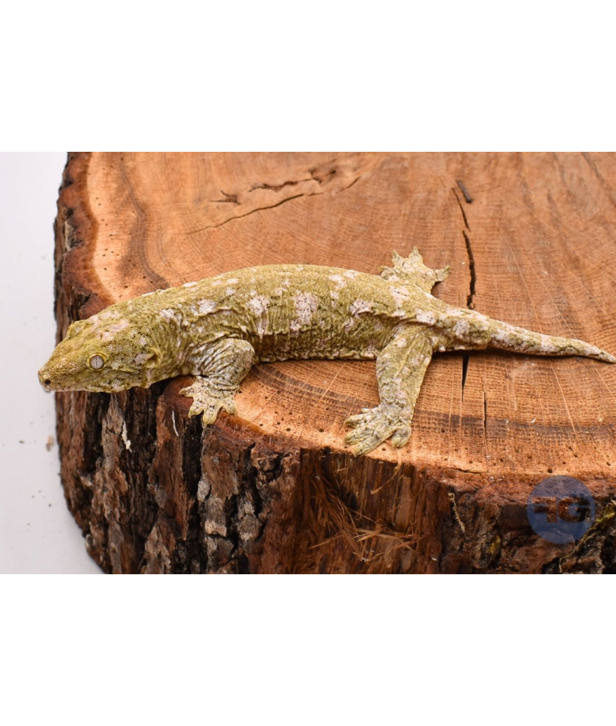 Rhacodactylus leachianus "Moro" Non sexé