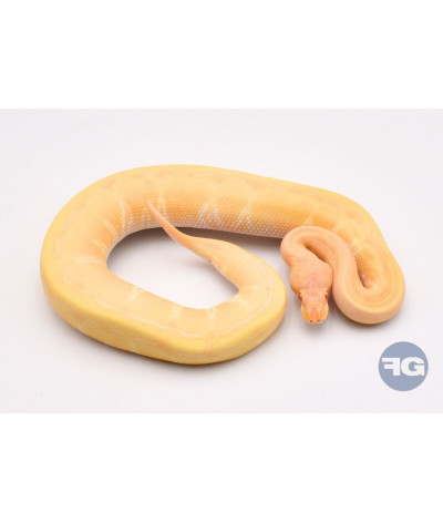 Albinos Pinstripe Femelle Python regius