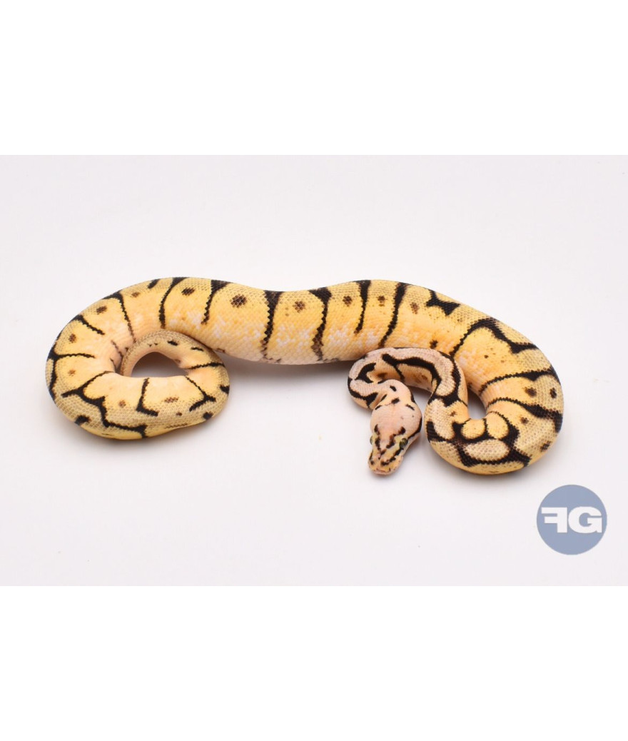 Bumble Bee YB Mâle Python regius