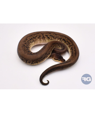 Black Pewter Mahogany Mâle Python regius