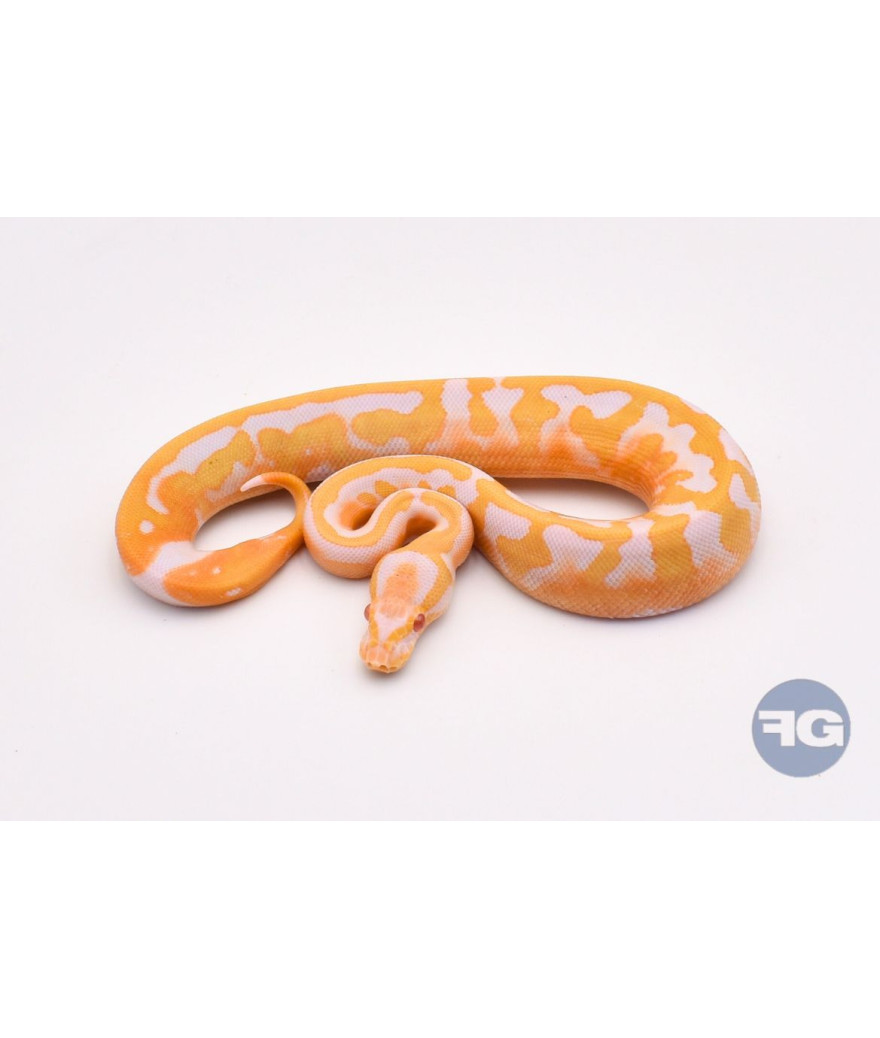 Albinos Piebald Femelle Python regius