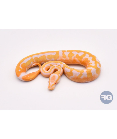 Albinos Piebald Femelle Python regius