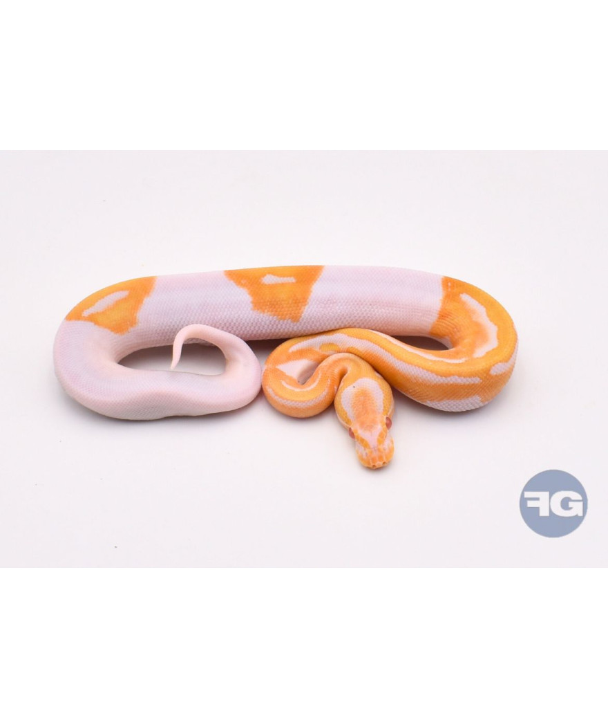 Albinos Piebald Femelle Python regius