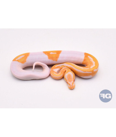 Albinos Piebald Femelle Python regius