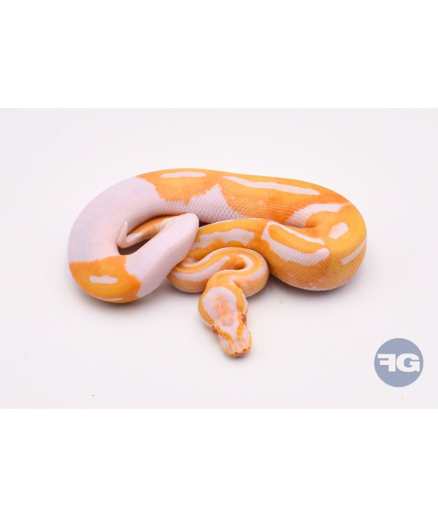 Albinos Piebald Mâle Python regius