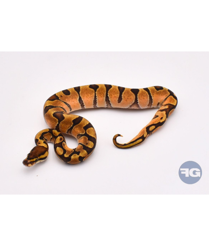 Vanilla Enchi Femelle Python regius