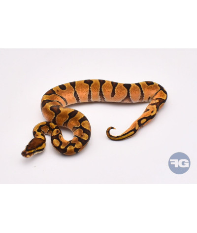 Vanilla Enchi Femelle Python regius