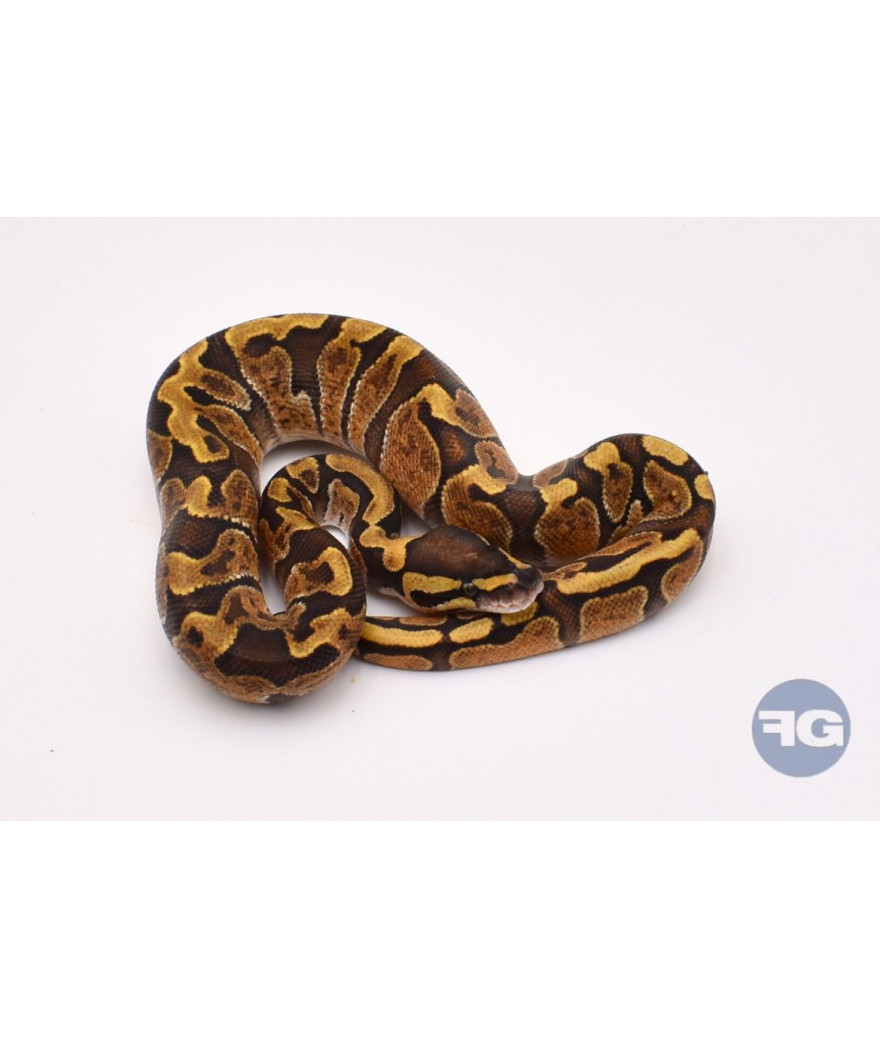 GHI Vanilla Enchi Femelle Python regius