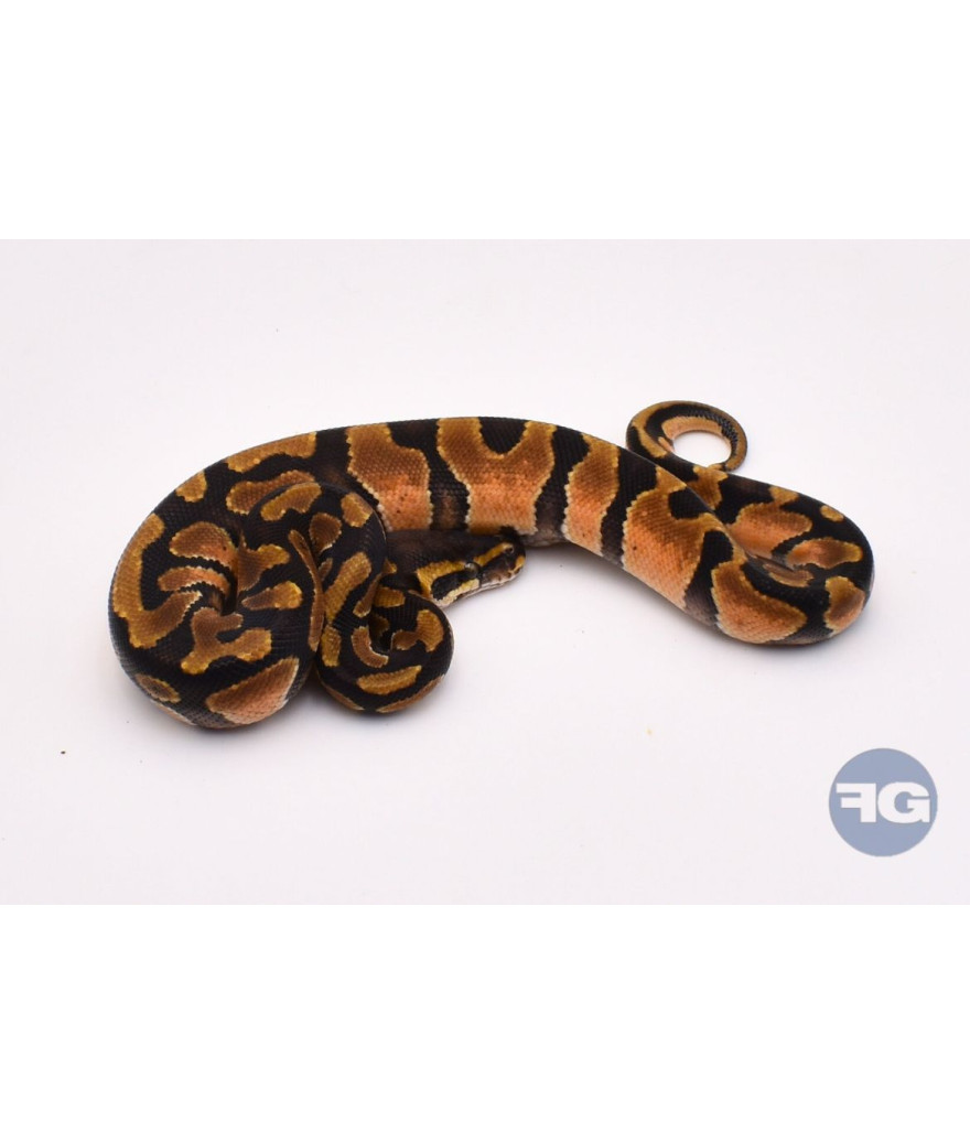 Enchi het Hypo Mâle Python regius