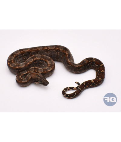 Normal 66% poss het Anery T+ Femelle Boa imperator