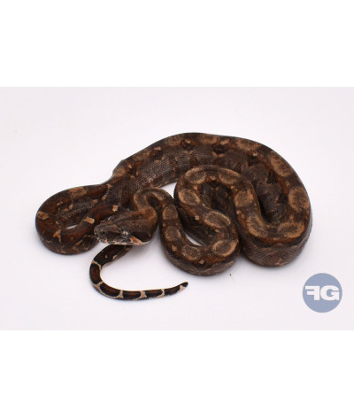 Normal 66% poss het Anery T+ Femelle Boa imperator