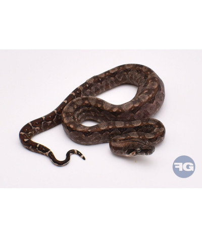 Normal 66% poss het Anery T+ Femelle Boa imperator