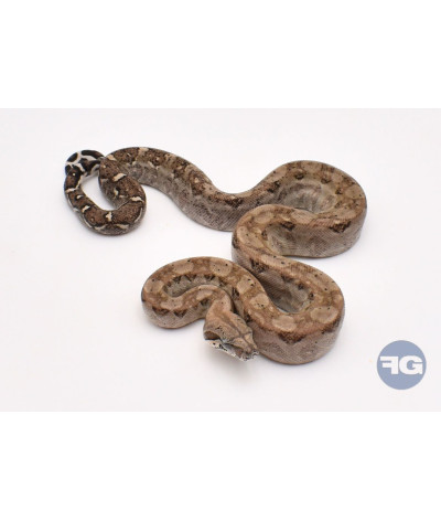 Anery 66% poss het T+ Mâle Boa imperator