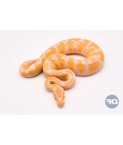 Candino 100% het Pie Mâle Python regius