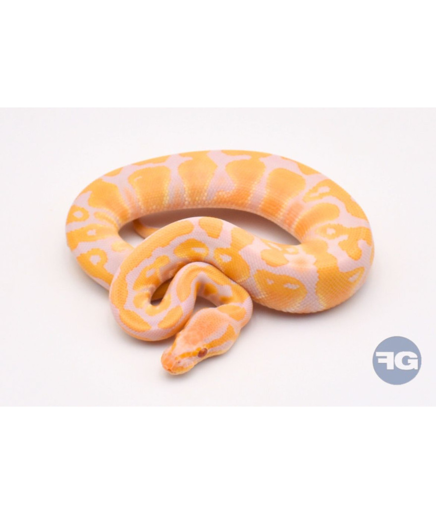 Candino 100% het Pie Mâle Python regius