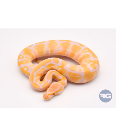 Candino 100% het Pie Mâle Python regius