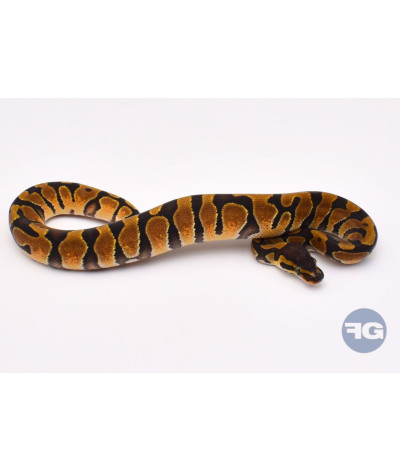 Enchi Femelle Python regius