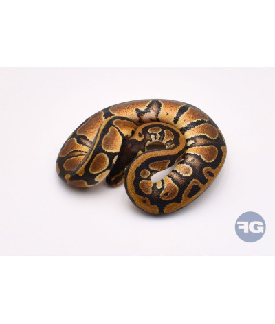 Classique Femelle Python regius