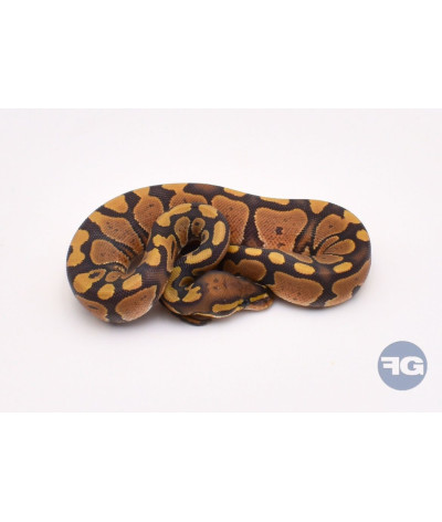 Hypo Mâle Python regius