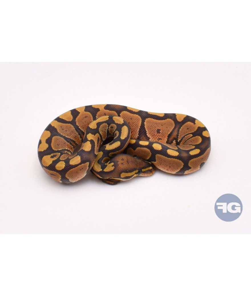 Hypo Mâle Python regius