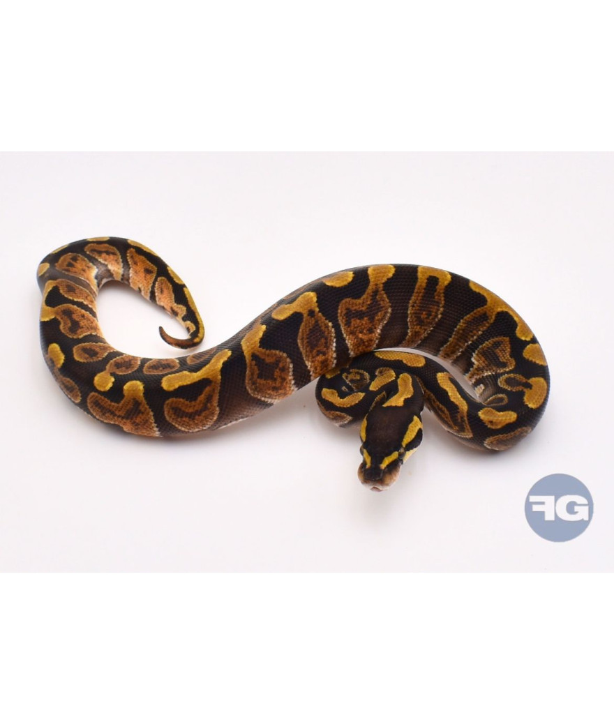 GHI Enchi het Hypo Femelle Python regius