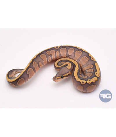 GHI Specter Hypo Mâle Python regius