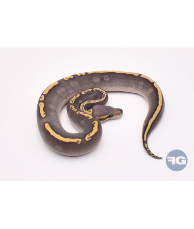 GHI Mojave Hypo Mâle Python regius