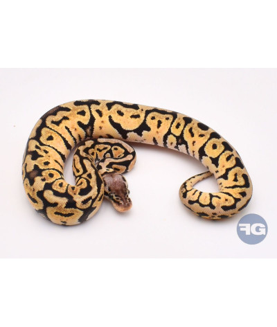 Pastel Spotnose Femelle Python regius