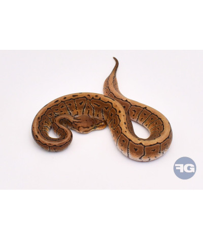 Pinstripe Spotnose Femelle Python regius