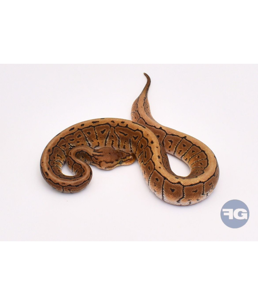 Pinstripe Spotnose Femelle Python regius