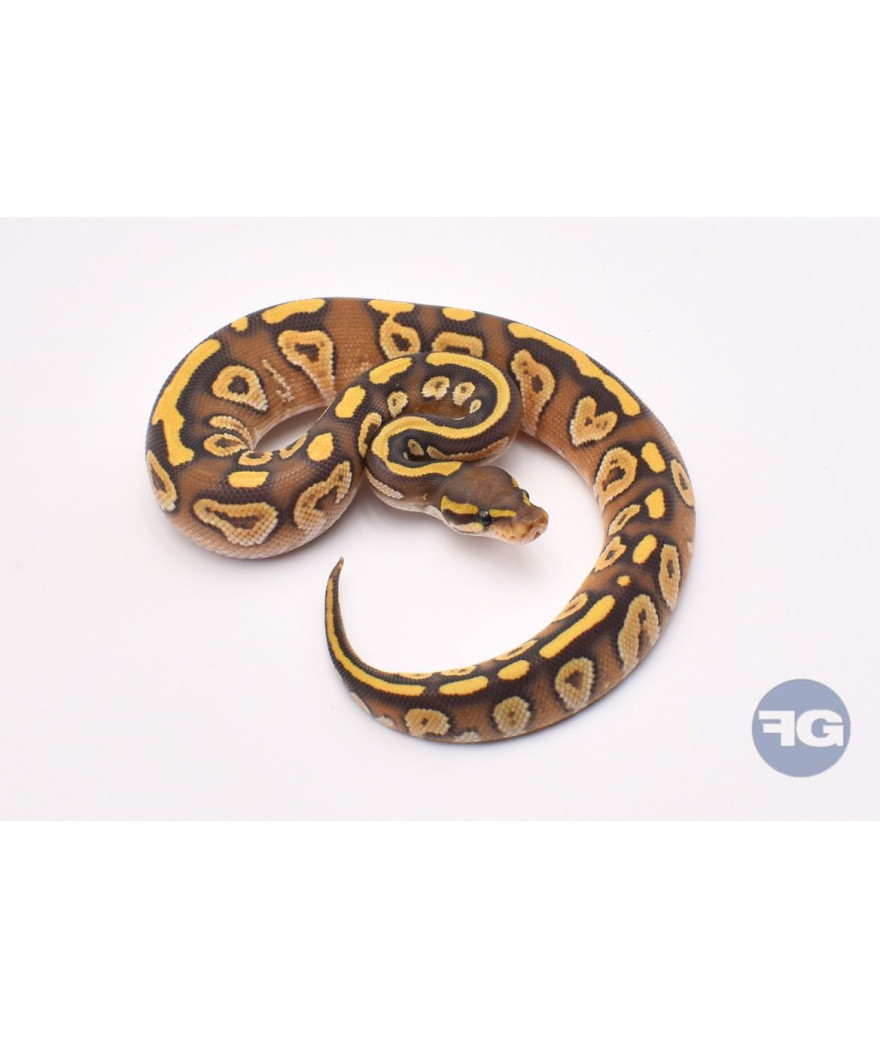 Mojave Hypo Mâle Python regius