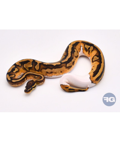 Piebald 66% poss het DG Clown Femelle Python regius