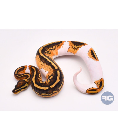 YB Piebald 66% poss het DG Clown Mâle Python regius