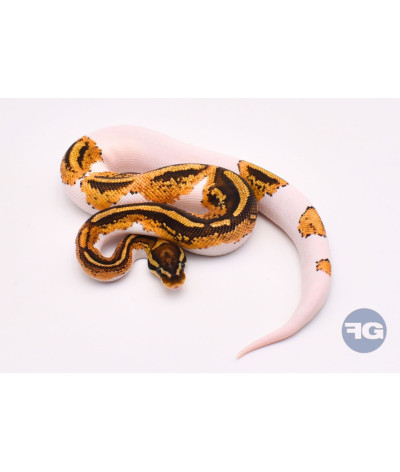 YB Piebald 66% poss het DG Clown Mâle Python regius