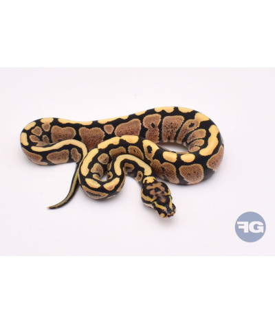 Desert Ghost Spotnose Mâle Python regius