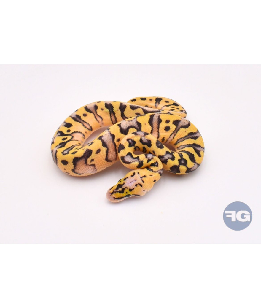 Super Pastel Enchi Crypton Mâle Python regius