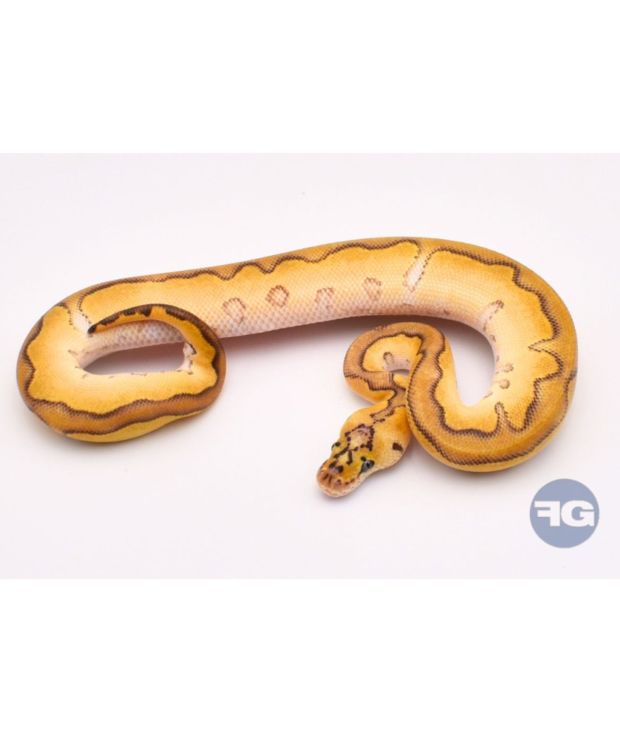 Enchi Pastave Clown Mâle Python regius