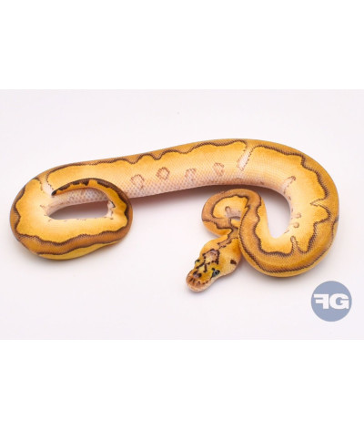 Enchi Pastave Clown Mâle Python regius