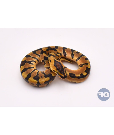 Enchi Crypton Mâle Python regius