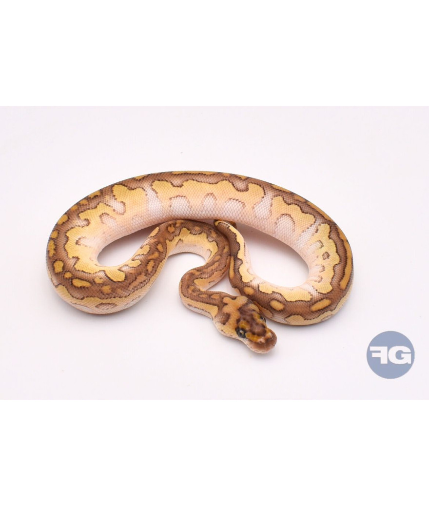 Lesser Clown het DG Mâle Python regius