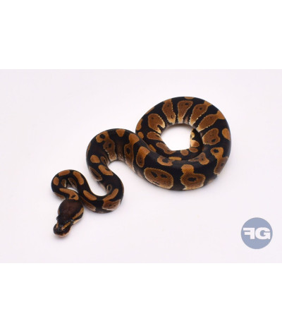 Classique het Piebald Mâle Python regius