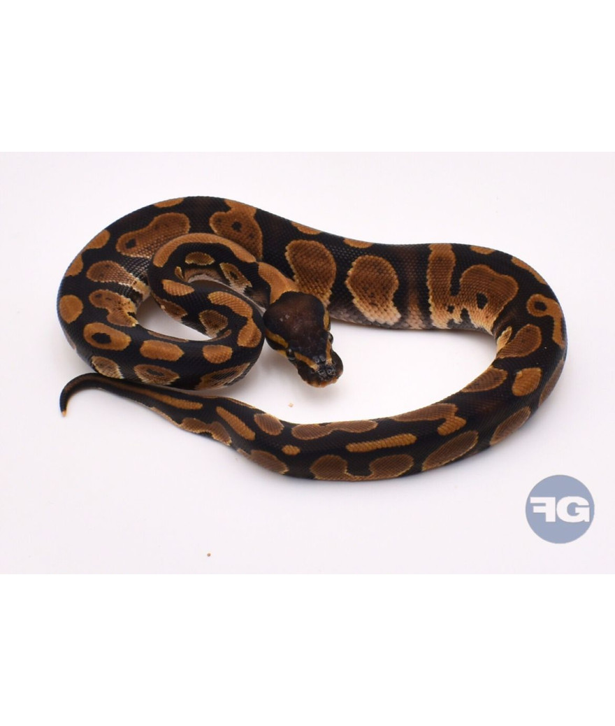 Classique het Piebald Mâle Python regius