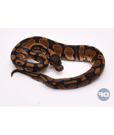 Classique het Piebald Mâle Python regius