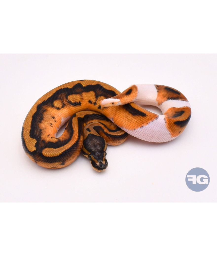 Piebald Mâle Python regius