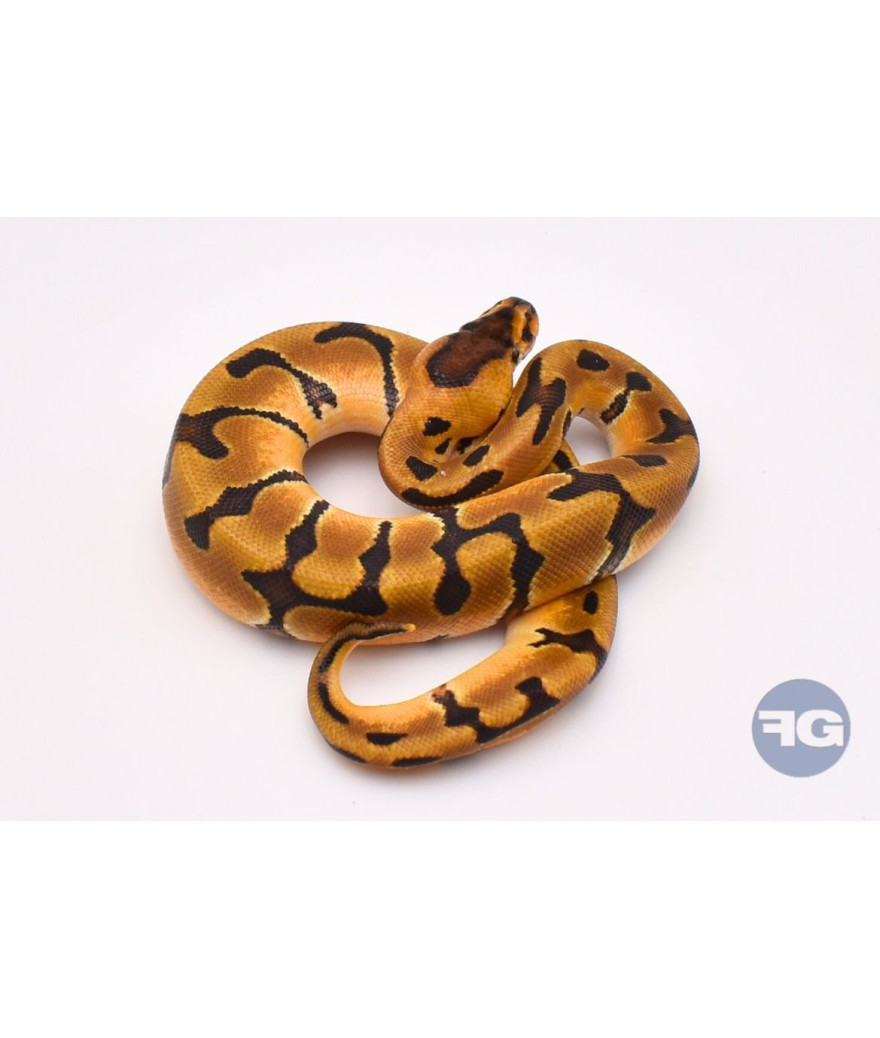 Super Enchi het DG Femelle Python regius