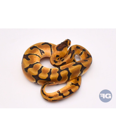 Super Enchi het DG Femelle Python regius