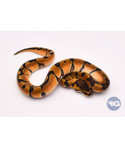 Enchi het DG Femelle Python regius